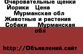 Очаровательные щенки Йорики › Цена ­ 15 000 - Мурманская обл. Животные и растения » Собаки   . Мурманская обл.